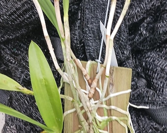 Actual Orchid Cattleya Brassavola Tigrinodosa mounted on Red Cedar Tropical Plants