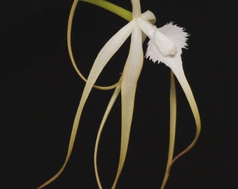 Actual Orchid Cattleya Brassavola cucullata mounted on Red Cedar Tropical Plants