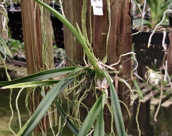 Orchid Cattleya Epidendrum Summer Stars x Jan Ragan mounted on Cedar Tropical Plants