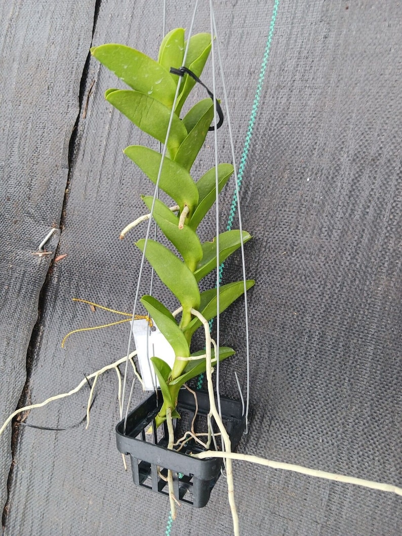 Orchid Trichoglottis atroperpurea Tropical Hanging Plant image 4
