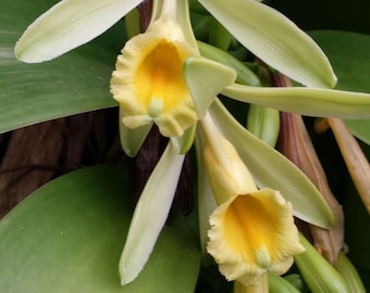 Orchid Vanilla planifolia 2 ft vine Plants