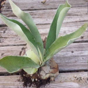 May include: A green and white air plant with long, thin leaves growing on a piece of wood.