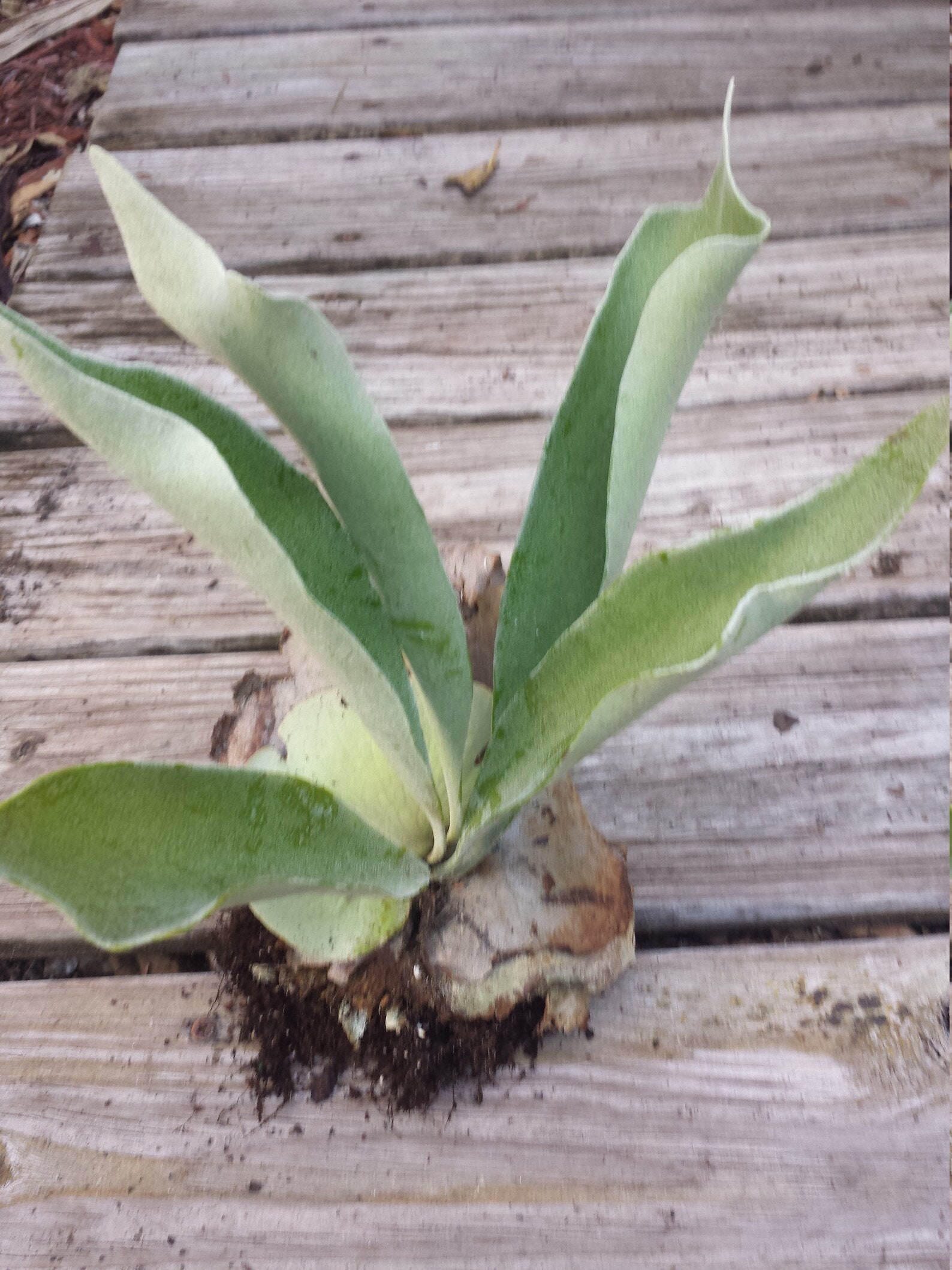 Staghorn Fern Platycerium Hillii Tropical Hanging Plant Large