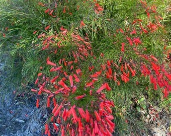 Firecracker Plant Fern Russelia Equisetiformis Hummingbird Butterfly Garden Tropical Plant Hanging Basket