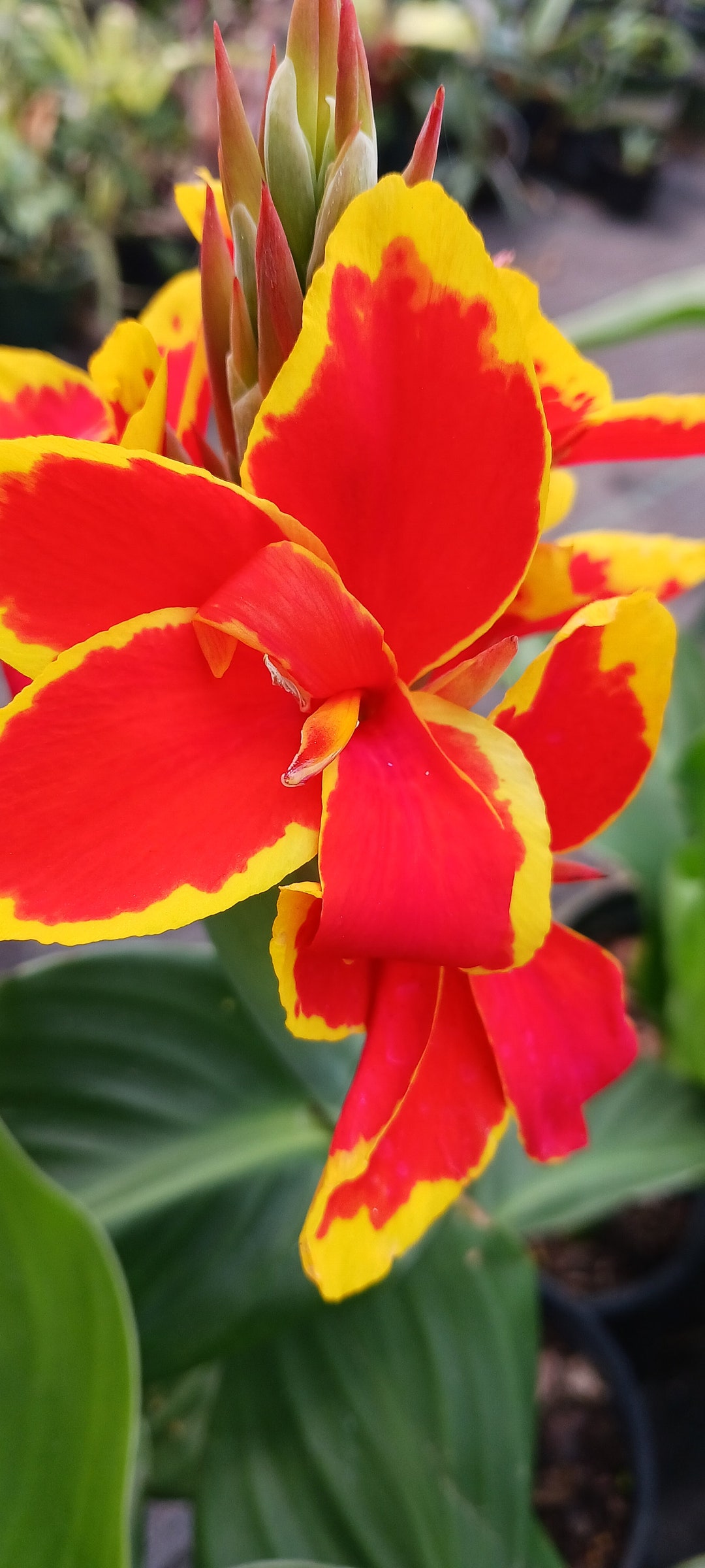 Canna Lily Orange With Yellow Margins Live Plant Not Seed Bulb or ...