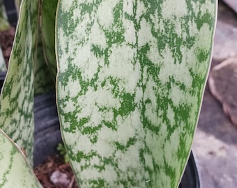 Sansevieria elliptical Cylindrical Snake Plant Succulent East Africa Tropical