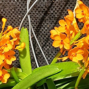 Orchid Vanda Ascocentrum miniatum Micro Miniature Exotic Tropical Hanging Plant image 1