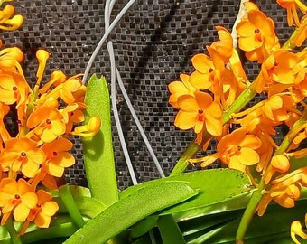 Orchid Vanda Ascocentrum miniatum Micro Miniature Exotic Tropical Hanging Plant