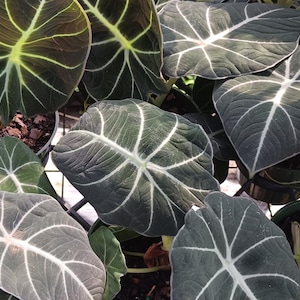 Alocasia Black Velvet Large Leaf Tropical Plant