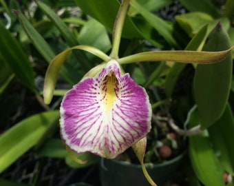 Orchid Brassavola nodosa x C schilleriana Mary Dodson mounted on coconut husk Tropical Hanging Plant