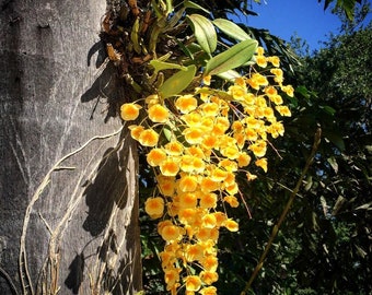 Orchid Dendrobium aggregatum mounted on Coconut husk or potted Tropical Hanging Plant
