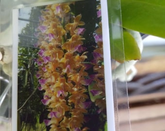 Orchidea Vanda Aerides houlletiana Pianta pensile profumata