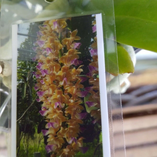 Orchid Vanda Aerides houlletiana Hanging Plant Fragrant