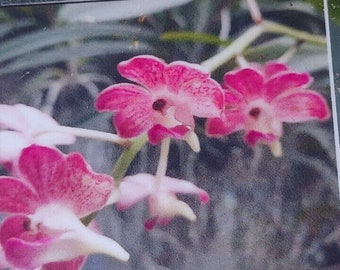 Orchid Vanda Aer lawrencea x V brunea Hanging Plants