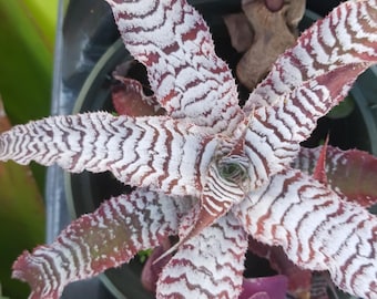 Silver Bromeliad Cryptanthus Absolute Zero Tropical Plant
