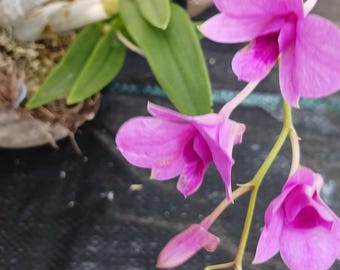 Actual Plant Dendrobium Biggibum Compacta Zechia Lynn orchid mounted on driftwood