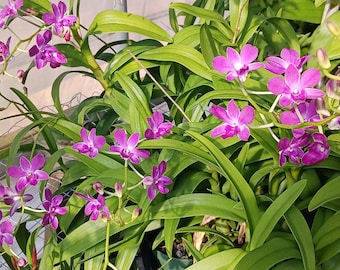 Orchid Blooming Dendrobium Venus x Blue Twinkle in 6" pot