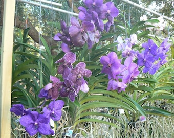 Orchid Vanda 3 Plants of Purple-Blue Color Special Pack Exotic Tropical Hanging Plant