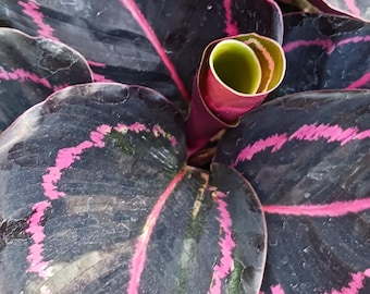 Calathea Dottie Large Leaf Tropical Plant