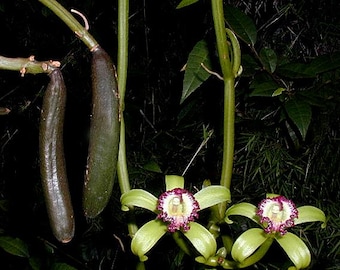 Orchid Vanilla poitaei leafless type plant Caribbean Tropical