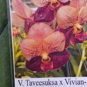 Orchid Vanda Taveesuka x Vivian-Sankamphaeng 458 Tropical Hanging Plants image 1