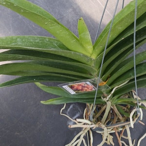 Orchid Vanda Taveesuka x Vivian-Sankamphaeng 458 Tropical Hanging Plants image 2