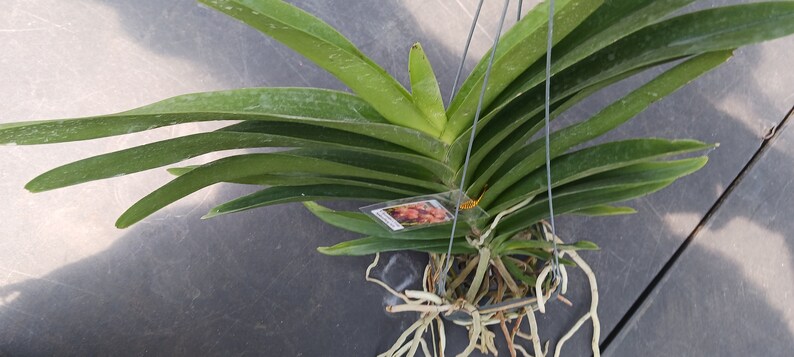 Orchid Vanda Taveesuka x Vivian-Sankamphaeng 458 Tropical Hanging Plants image 2