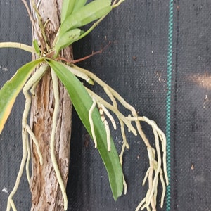 Orchid Vanda Banshee V loiuvillei x insignis mounted on driftwood Hanging Plants image 4