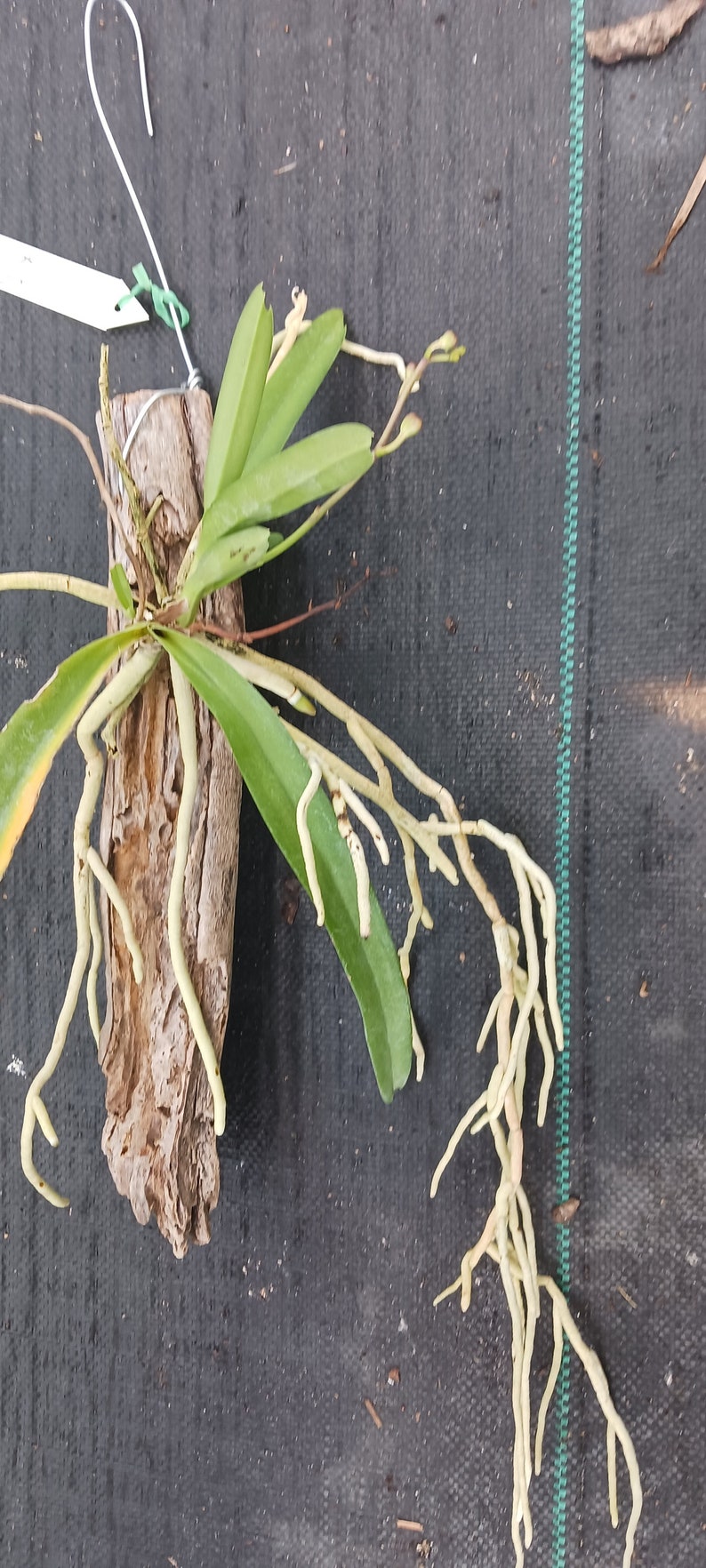 Orchid Vanda Banshee V loiuvillei x insignis mounted on driftwood Hanging Plants image 4