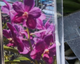 Orchid Vanda Merrillii x Dr Anek Tropical Hanging Plants