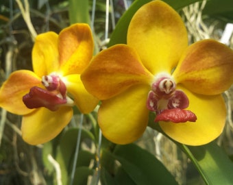 Orchid Vanda Ploenpit Prize Hanging Tropical Plants