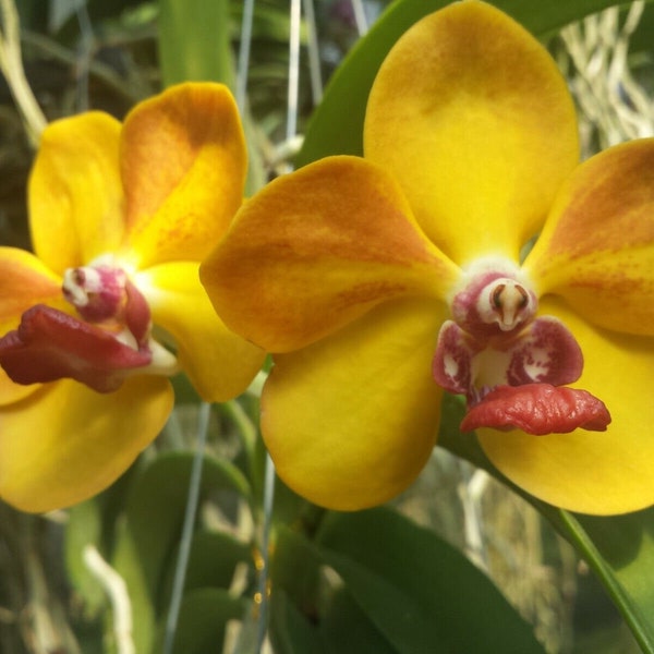 Orchid Vanda Ploenpit Prize Hanging Tropical Plants