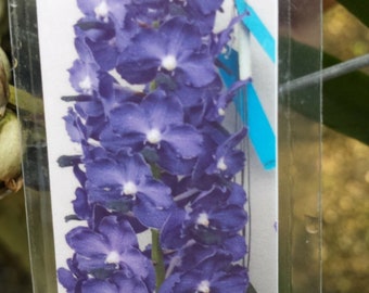 Orchid Vanda Ploenpit Blue Fragrant Tropical Plants