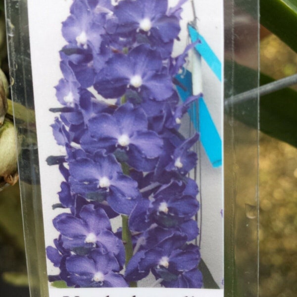 Orchid Vanda Ploenpit Blue Fragrant Tropical Plants