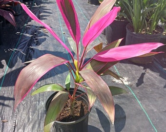 Ti Plant Cordyline fruticosa Pink Diamond Chili Pepper Tropical