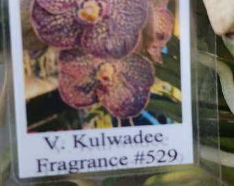 Orchid Vanda Kulwadee Fragrance 529 Mad Happenings Hanging Tropical Plants