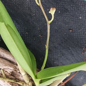 Orchid Vanda Banshee V loiuvillei x insignis mounted on driftwood Hanging Plants image 6