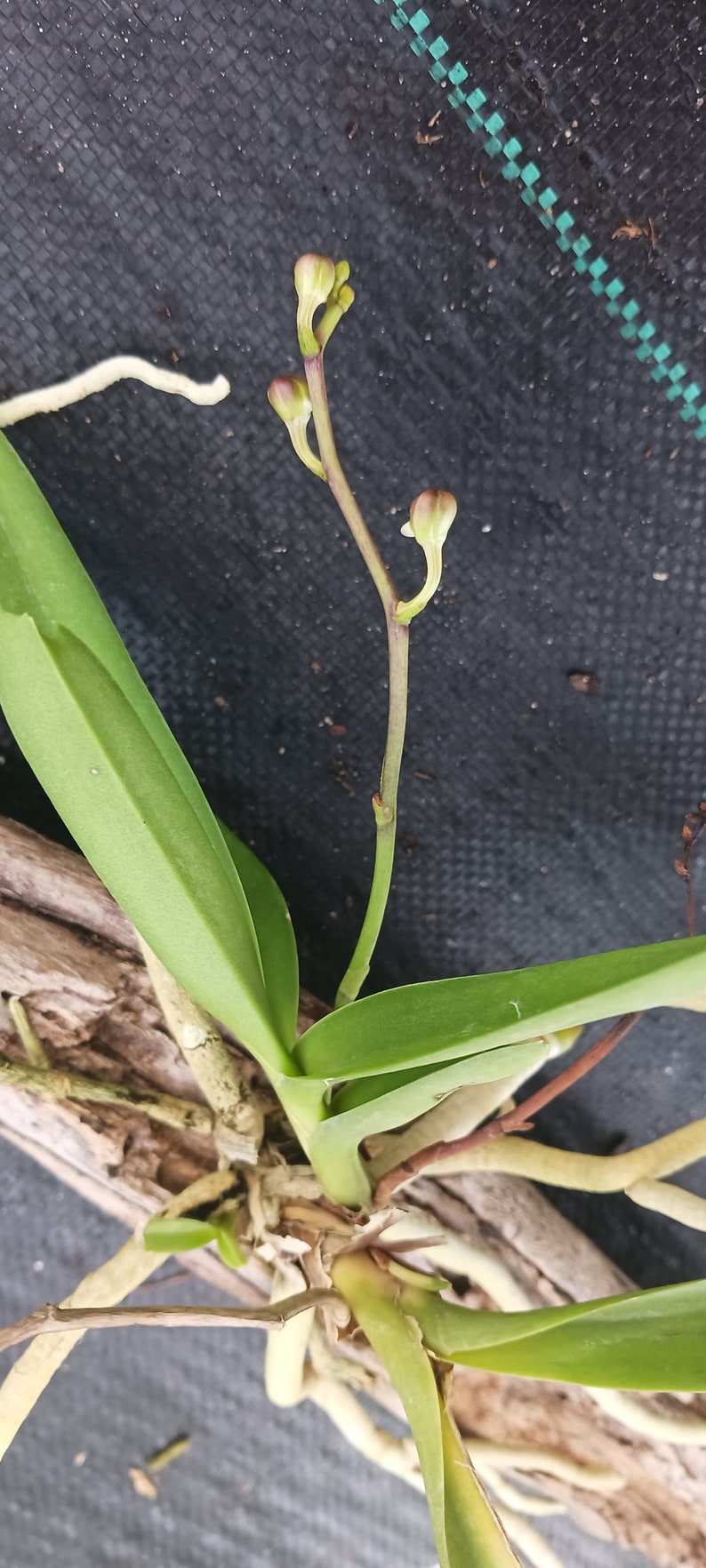 Orchid Vanda Banshee V loiuvillei x insignis mounted on driftwood Hanging Plants image 6