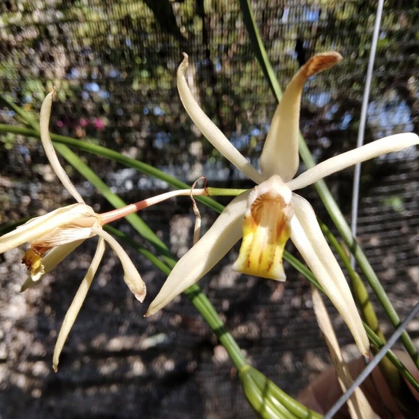 Orchid Coelogyne viscosa fragrant Mad Happeniing Tropical in hanging plant