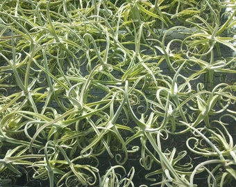 Bromeliad Tillandsia Duratii Fragrant Curly Air Plant med size