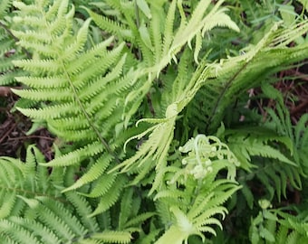 Florida Sheild Fern Dryopteris ludoviciana 4" pot Tropical Plant