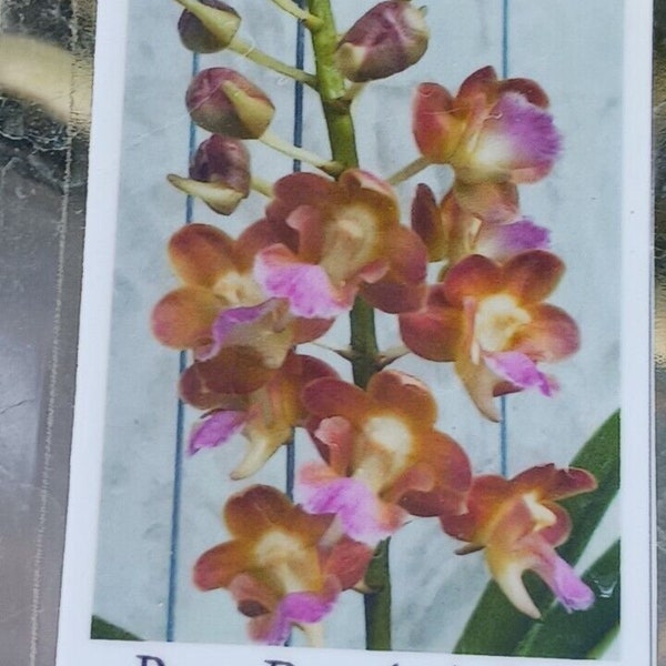 Orchid Vanda Perreiraara Rhynchorides Bangkok Star Fragrant Tropical