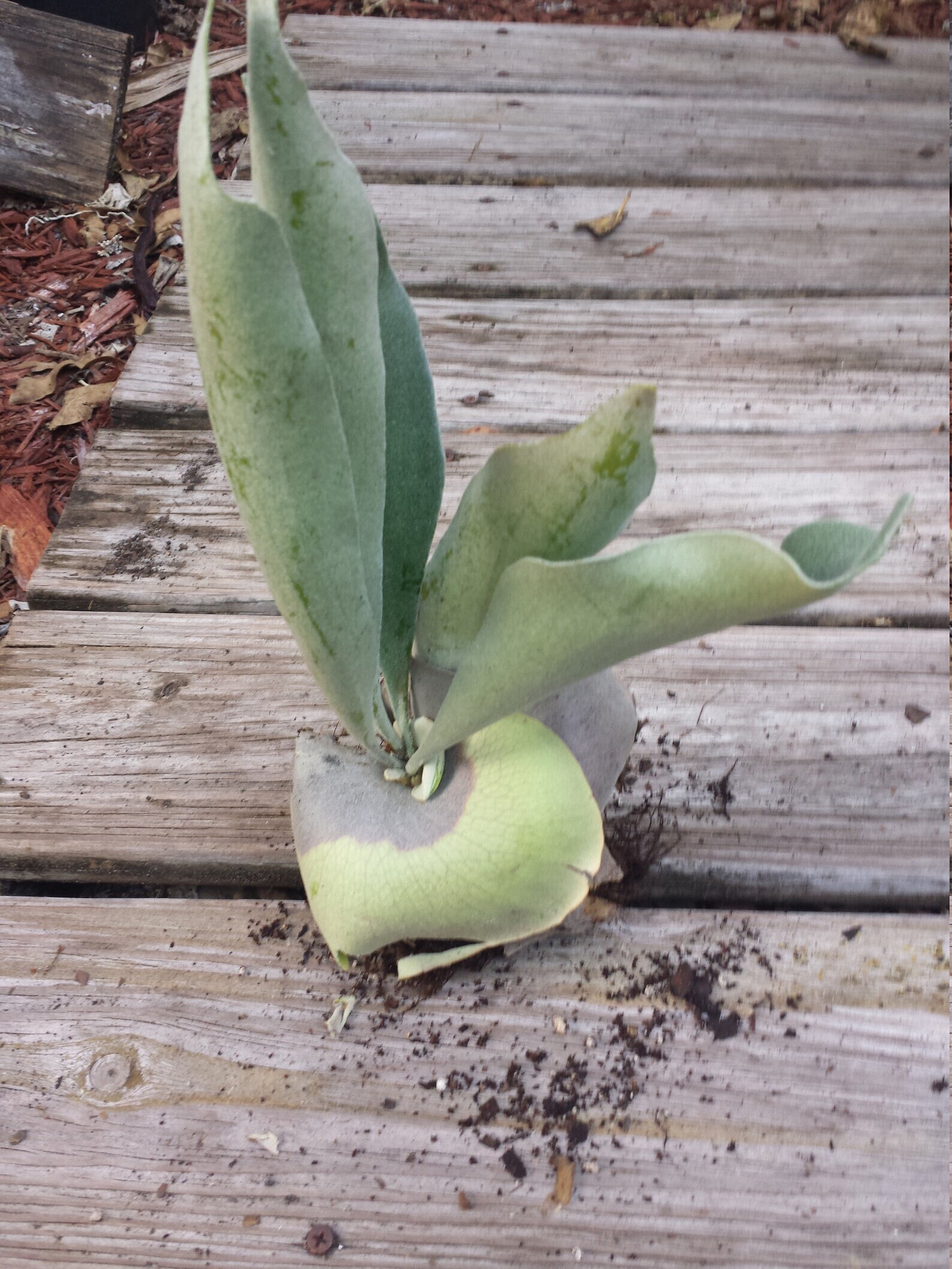 Staghorn Fern Platycerium Hillii Tropical Hanging Plant Large 