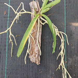 Orchid Vanda Banshee V loiuvillei x insignis mounted on driftwood Hanging Plants image 5