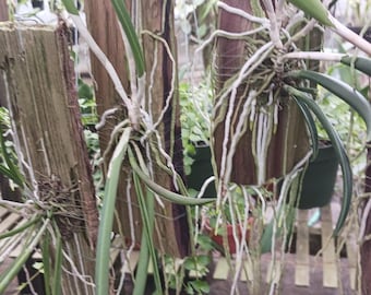 Orchid Cattleya Brassavola Yaki x Rl. digbyana mounted on Cedar Tropical Plants