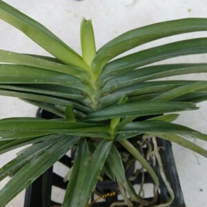 Orchid Vanda Ascocentrum miniatum Micro Miniature Exotic Tropical Hanging Plant image 3