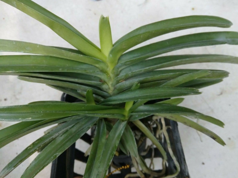 Orchid Vanda Ascocentrum miniatum Micro Miniature Exotic Tropical Hanging Plant image 3