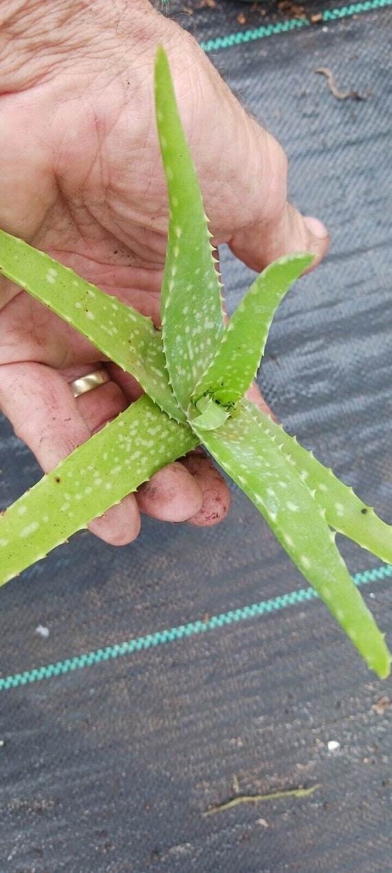 aloe vera vitamins Nutriherb Aloe Vera – Nutrigreen Nutriherb Nutrilife main image 1