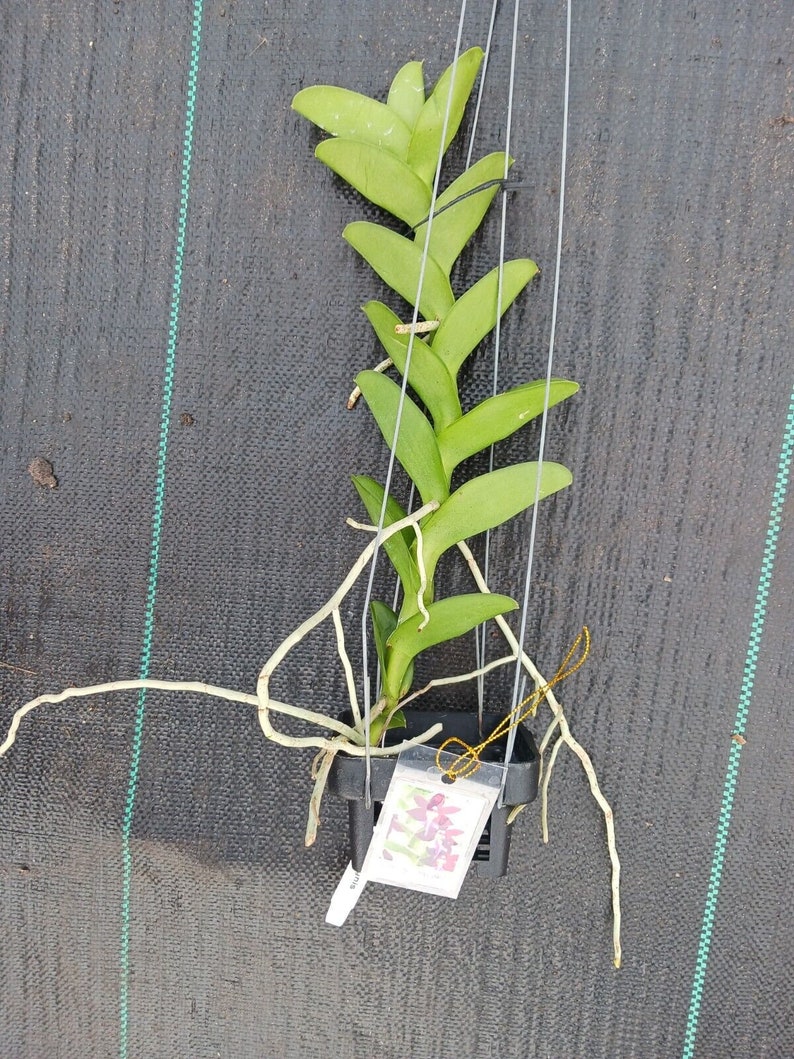 Orchid Trichoglottis atroperpurea Tropical Hanging Plant image 3