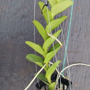 Orchid Trichoglottis atroperpurea Tropical Hanging Plant image 2